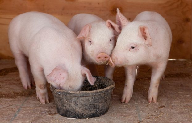 Bioflavonoides cítricos: la alternativa al óxido de zinc para combatir la diarrea en lechones al destete
