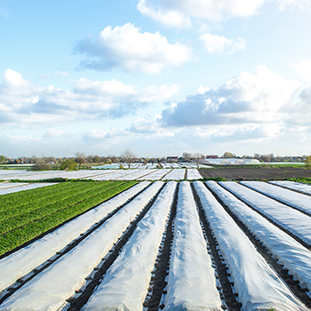 Bioplastiques